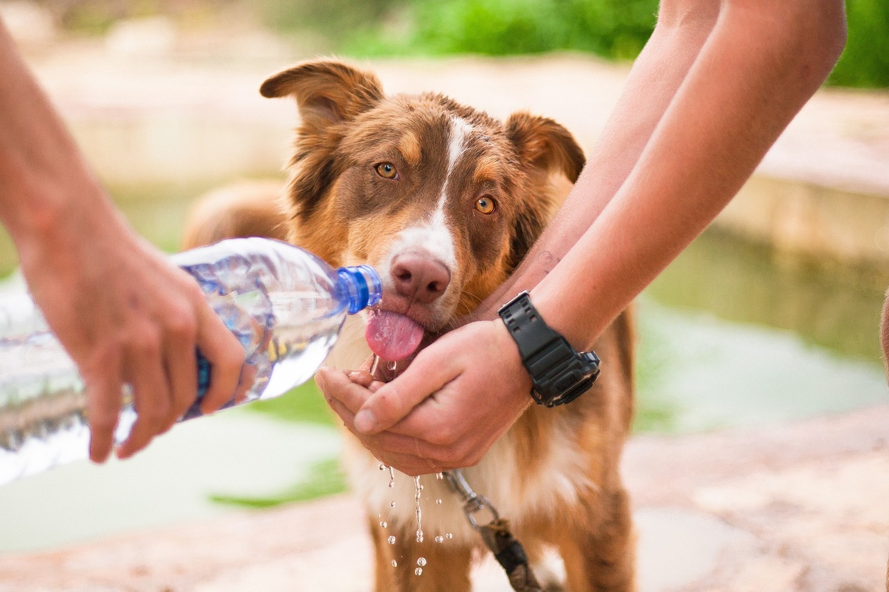 The Importance of a Balanced Diet for Pet Health