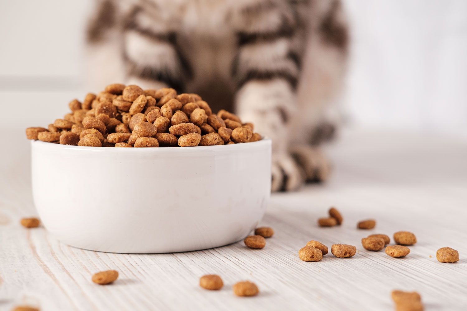 The Importance of Balanced Nutrition for Pet Health