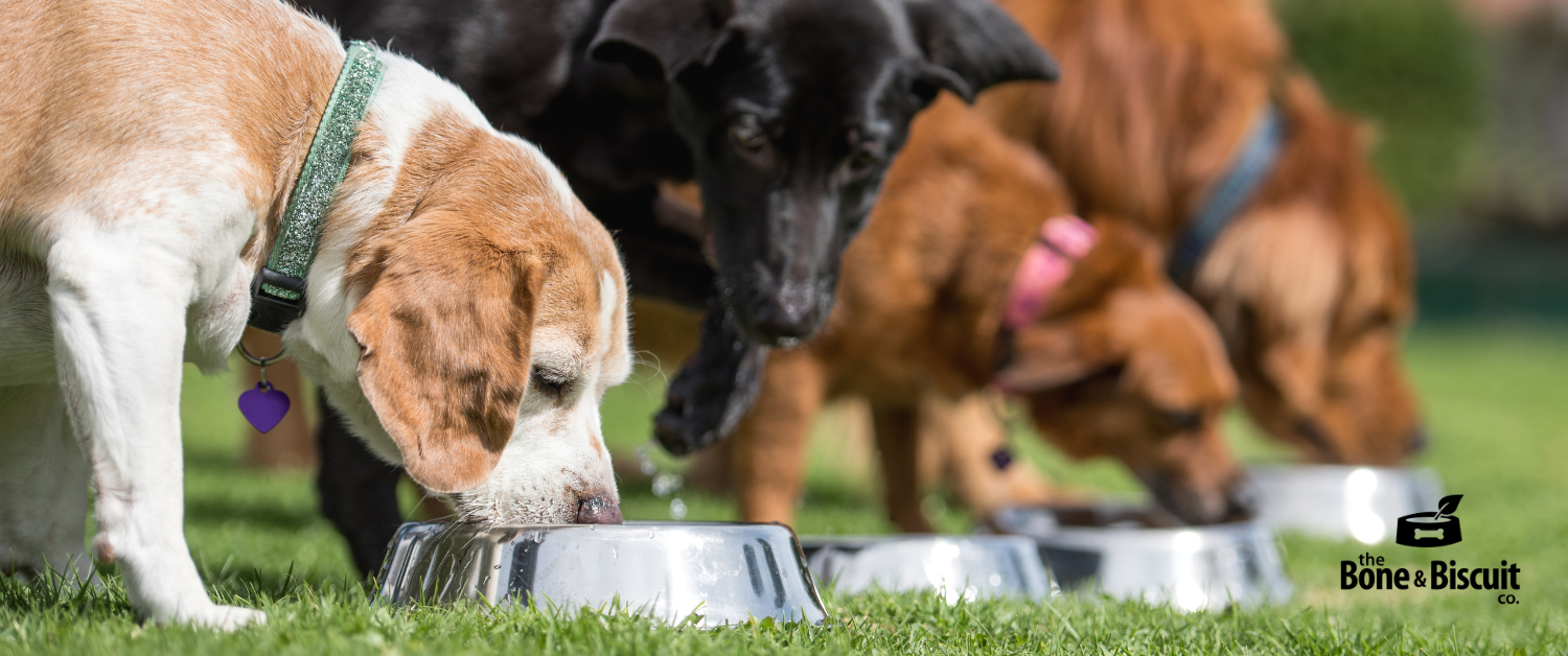 The Importance of Essential Nutrients in the Diet of Dogs and Cats